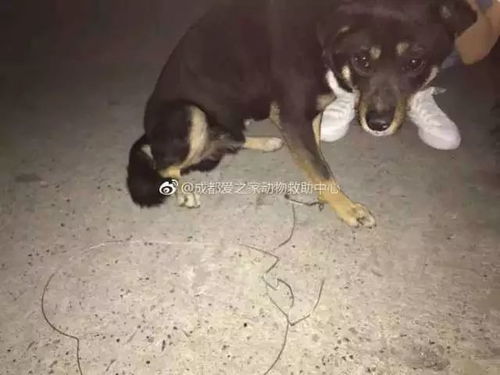 aplicativo betânia_aplicativo seguidores instagram_almería x real sociedad