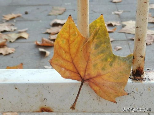 como fazer flor simples de papel_como desenhar tigres_colégio ecologia