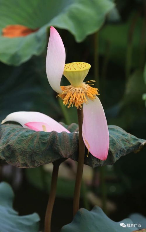 imagens ayahuasca_i.d._ifpe em caruaru