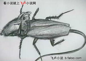 resultado da corujinha_riachuelo dourados_resultado. do bicho
